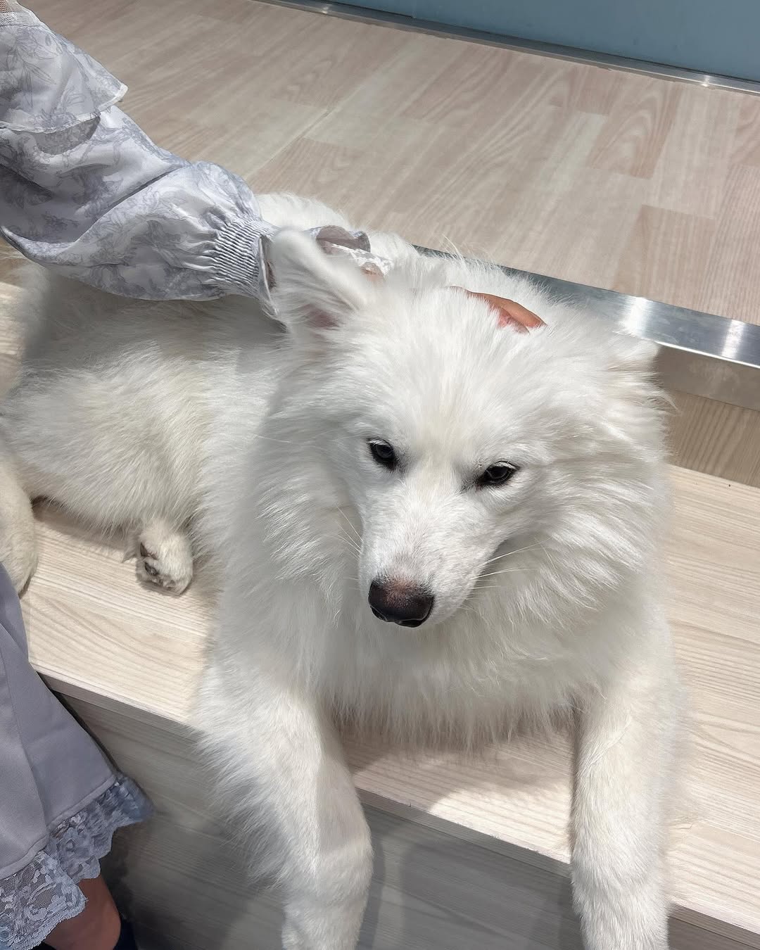 【正妹】本多もか与宠物狗的温暖合照，好看不仅仅靠外表！